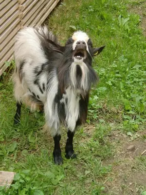 a goat is standing in the grass with its hair at Winterklaubhof in Siusi