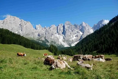 a herd of cows laying in a field with mountains at Casa Danoli in Canale San Bovo