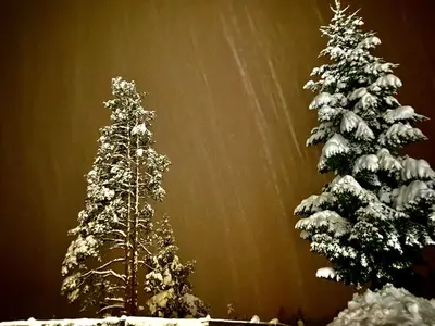 two christmas trees are covered in snow at Oberprantschöllhof - Horse Mountain Stable in Bressanone