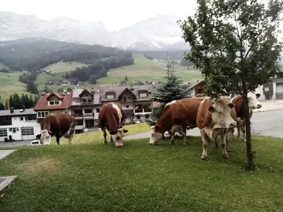 a group of cows grazing on a field of grass at Ciasa Odlina in La Villa