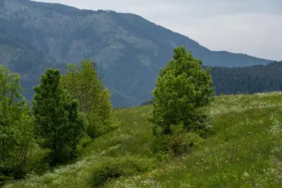 two trees on a hill with mountains in the background at Casa Lugli by go new location in Cavalese