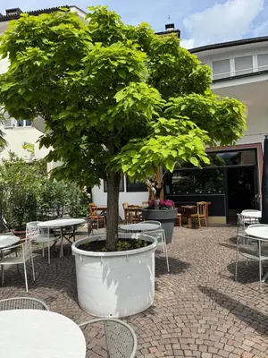 a tree in a large pot with tables and chairs at Hotel Zur Post in Egna
