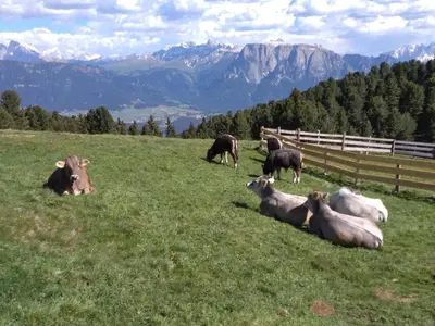 a herd of cows laying in a field of grass at Marxhof in Barbiano