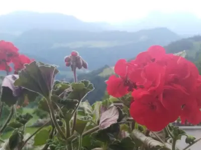 a group of red flowers with a mountain in the background at Mitterhofer Appartements in Villandro