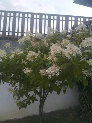 a tree with white flowers in front of a fence at Mitterhofer Appartements in Villandro