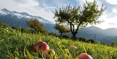 three apples in the grass on a hill with a tree at Ansitz Mair im Korn in Lagundo