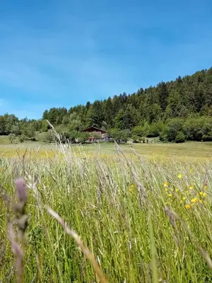 a field of tall grass with a house in the background at Maso Solandro in Solaiolo
