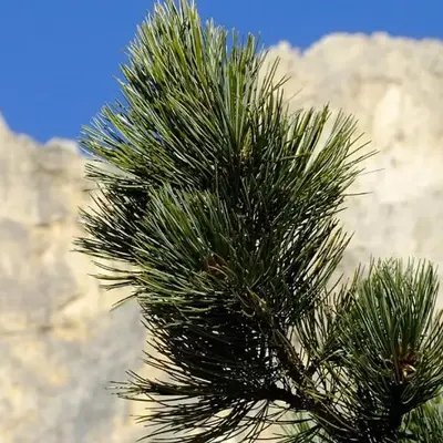 Il Cirmolo