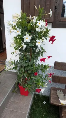 a plant in a flower pot next to a door at Il Giardino dell'Eden in Caprile