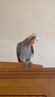 a parrot standing on top of a wooden table at Il Giardino dell'Eden in Caprile