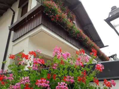 a flower box on the side of a building with flowers at Albergo al Sole in Val di Zoldo