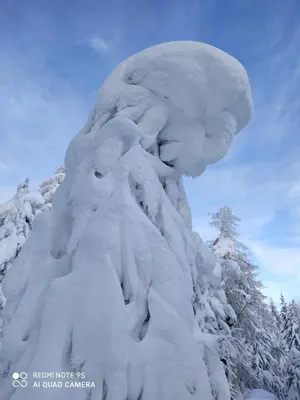 a snow covered tree is covered in snow at Ferienwohnung Pirchner in San Lorenzo di Sebato