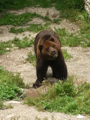 a large brown bear standing in the grass at Nido del Melo in Cles