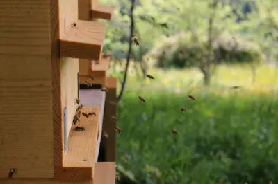a group of bees flying out of a beehive at Berg Apartment Vajolet - Unterweger Berg Apartments in Tisens