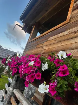 a bunch of flowers in a window box at Suite Chalet Stella Margherita in Passo San Pellegrino