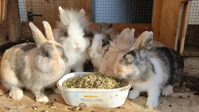 a group of rabbits eating from a bowl of food at Farm apartment I neni in Lovara