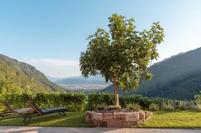 a tree in a stone planter next to a bench at Langegger 1956 in Bolzano