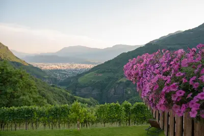 a row of purple flowers on a fence at Langegger 1956 in Bolzano
