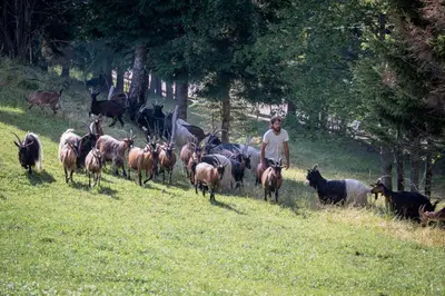 a man herding a herd of goats in a field at Biohof Oberwerkstatt HAIDI in Obereggen