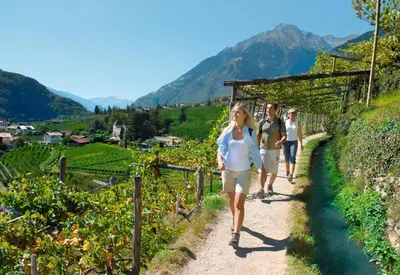 three people walking down a path through a vineyard at Apartments Gasserhof in Lagundo