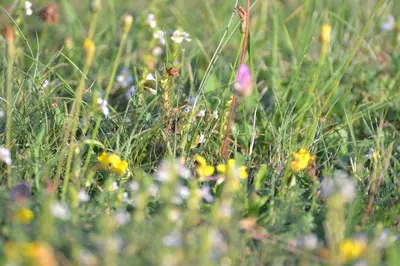 a field full of flowers in the grass at Ferienwohnung Pramstaller in Valdaora