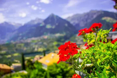a group of red flowers with mountains in the background at Schenna Garni Eden Bed & Breakfast in Schenna