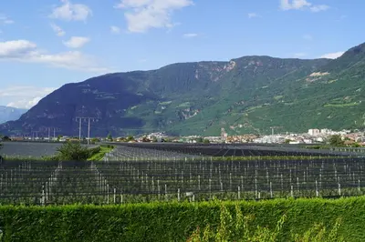 a view of a vineyard with mountains in the background at Schabelhof in Laives