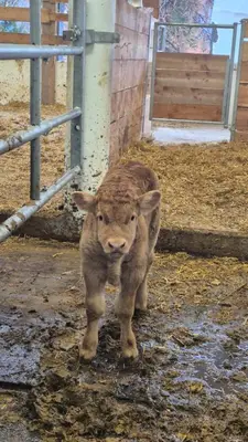 a baby cow standing next to a fence at Munt Dolomiti Farm in Plancios
