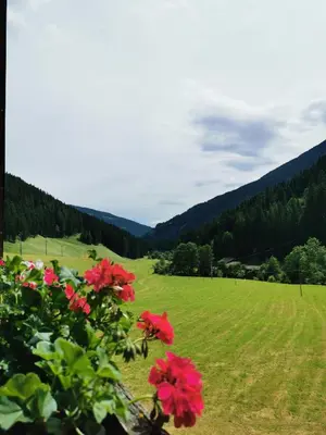a green field with red flowers and mountains in the background at Haus Maria in Campolasta