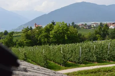 a vineyard with a bunch of trees and a road at Mountain Suite with tub and view, Alpine design in Sanzeno