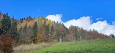 a hillside with a forest of trees in the background at Rifugio di Niki in Falcade