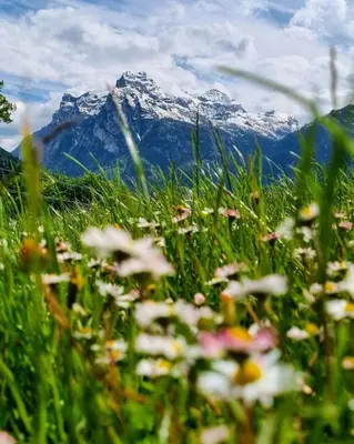 a field of flowers in front of a mountain at Casa Cecilia Dolomiti - scenic views, pets welcome in Piaia