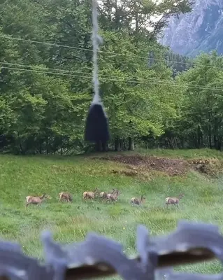 a group of deer walking in a field with a black bear at Casa Cecilia Dolomiti - scenic views, pets welcome in Piaia