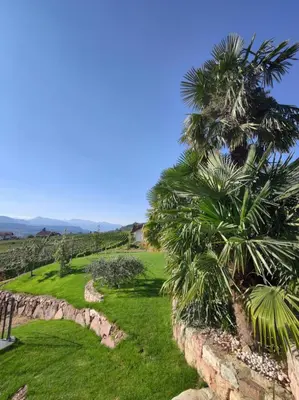 a view of a palm tree and a stone wall at Highlight Apartments in Appiano sulla Strada del Vino