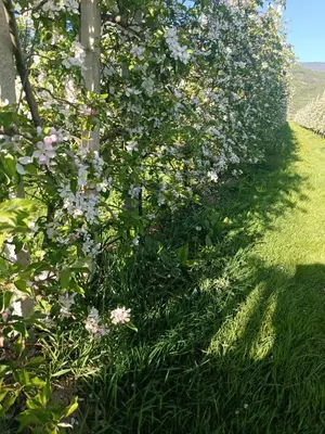 a hedge of flowers in a yard at Gästehaus Zugal in Caldaro