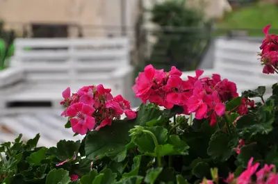 a bunch of pink flowers in a bush at NonSoloMele in Romallo
