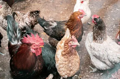 a group of chickens standing on the ground at Dhea's Little House in Bolzano