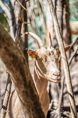 a goat with long horns standing in the woods at Dhea's Little House in Bolzano