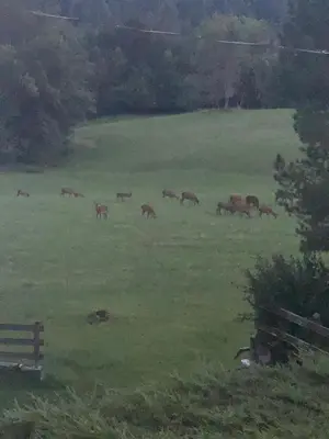 a herd of horses grazing in a green field at Alpine nest in Val di Zoldo in Forno di Zoldo