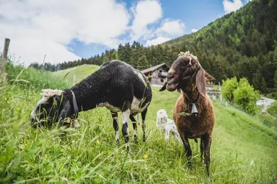 a group of animals standing in a grassy field at Ferienwohnungen Wiesbauer in Schenna