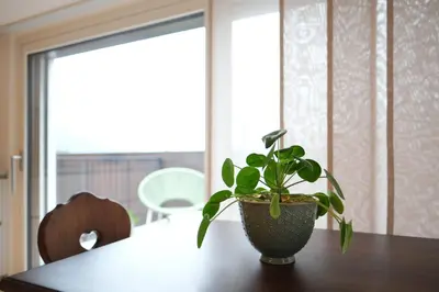 a potted plant sitting on top of a wooden table at Kreuz Appartement in Rifiano