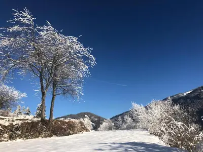 a snow covered tree on a snow covered road at Lauton Dolomiti Relax Apartment - mit Jacuzzi-Badewanne in Ziano di Fiemme