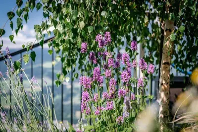a bunch of purple flowers in front of a fence at Niederhof - Urlaub auf dem Bauernhof in Brixen