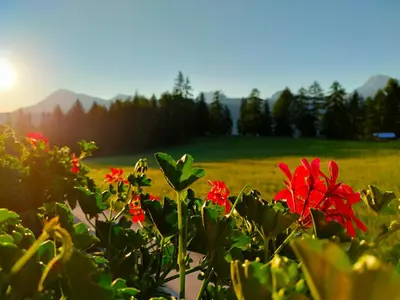 a group of red flowers in a green field at Chi Plans in Antermoia