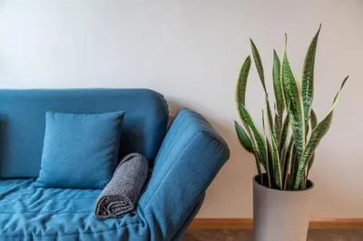 a blue couch with a pillow and a plant at Apartments Palma in Cortaccia