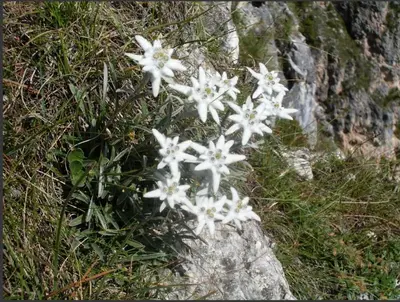 a group of white flowers on a rock at Appartamenti Chantal in San Martino in Badia