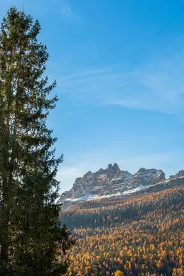 a pine tree standing next to a forest with snow at Angiolina Charming Apartment R&R in Cortina dʼAmpezzo