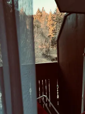 a window with a view of a forest of trees at Grunen Baum - Vöran in Verano