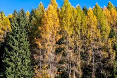 an aerial view of a forest of trees in autumn at Wonderful appartment Monte Civetta in Dolomites in Alleghe