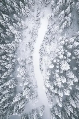 a snow covered forest with snow covered trees at Aberle Hof in Rasùn di Sotto